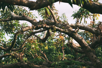 Green nature background scene with light passing through.