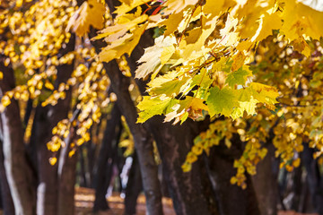 maple tree branch with bright yellow and orange leaves on blurred park trees background