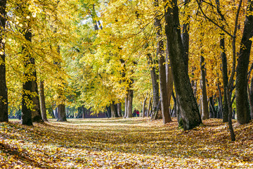 beautiful autumnal park scene. park trees with yellow leaves, ground covered with fallen dry foliage