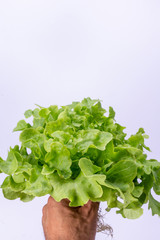 Lettuce concept that is placed on a white background.