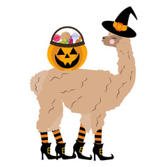 Download Search photos halloween vector