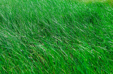 sea ​​of ​​green grass in the wind