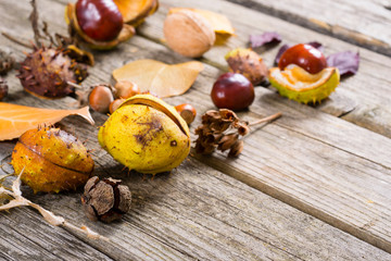 fallen autumn growths and leaves on worn wooden