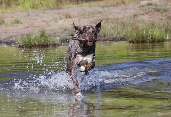 Australian Sheppard/Labrador mix