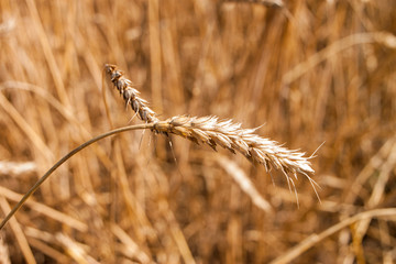 ears of wheat