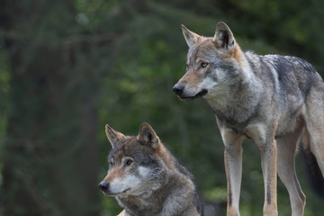 grey wolves, Canis lupus, 2 wolves sitting/standing staring into distance.