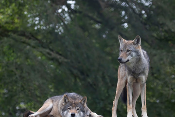 grey wolves, Canis lupus, 2 wolves sitting/standing staring into distance.