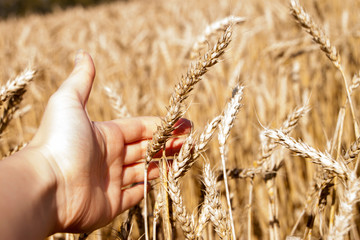 hand with wheat