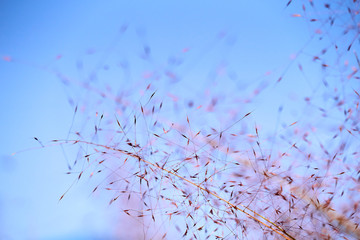 Pink Muhly Grass Background