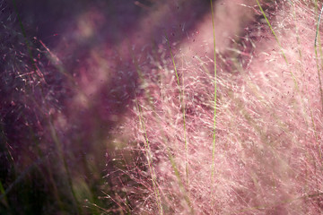 Pink Muhly Grass Background