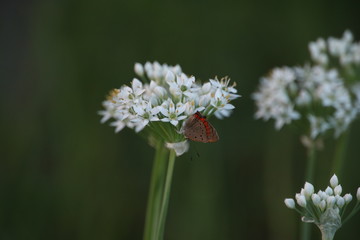 葱の花と蝶