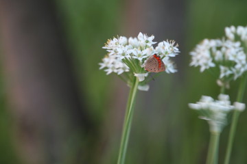 葱の花と蝶
