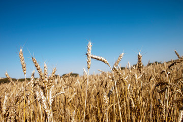 field of wheat