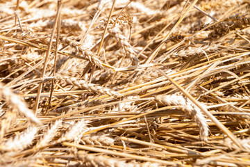 background of wheat