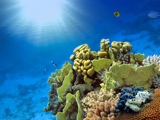 Tropical reef © vlad61_61