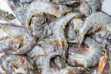 white shrimp on ice in Thailand seafood market, seafood background.