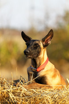 Portrait of a dog breed Belgian Shepherd Malinois, puppy Malinois, autumn portrait, beautiful puppy with big ears