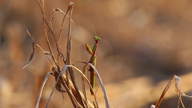 Mantis sits on a dry path and glancing from side to side