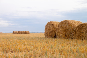 bales of hay in field