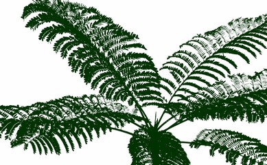 Close up of a beautiful Mimosa Tree against the sky