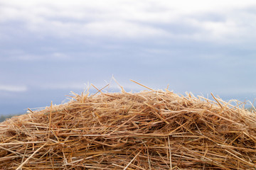 hay bale of straw in a field
