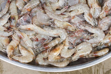 white shrimp on ice in Thailand seafood market, seafood background.