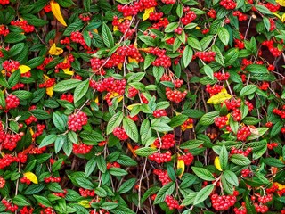 Pyracantha 