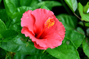 Red Colored Hibiscus Flower