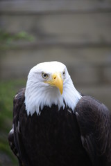 Obraz premium Bald Eagle