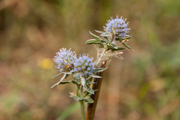 thistle in the field