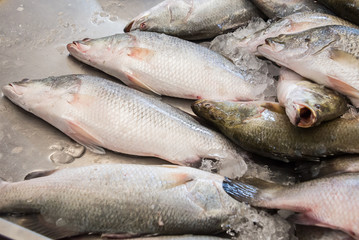 raw barramundi fish on ice in Thailand market ,seafood background ,seafood market.