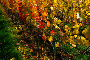 october vineyard, yellow and orange grape leaves on vine plants