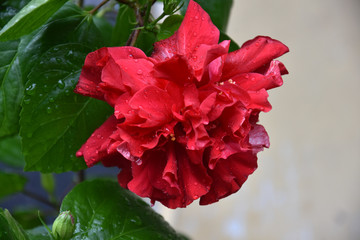Red Colored Flower