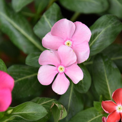 Light Pink Colored Cape Periwinkle