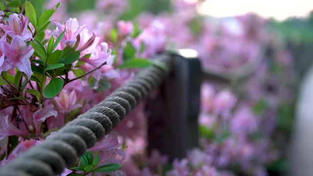Pink Azaleas and rope fence at rhododendron park at Haaga Helsinki, captured with full frame camera on slider moving forward and right. Evening time with flat light. Shallow depth of field.