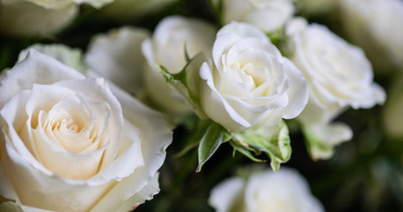 White roses in bouquet