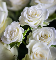 White roses in bouquet