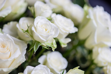 White roses in bouquet