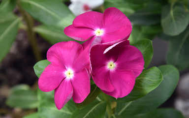 Dark Pink Colored Cape periwinkle