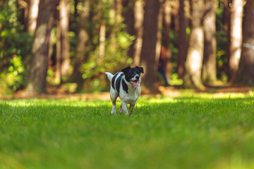 Young puppy playing in the dog park 
