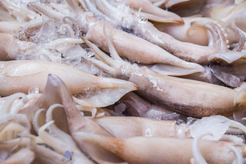 Splendid Squid (Loligo duvauceli) on ice, fresh seafood market in Thailand,seafood background