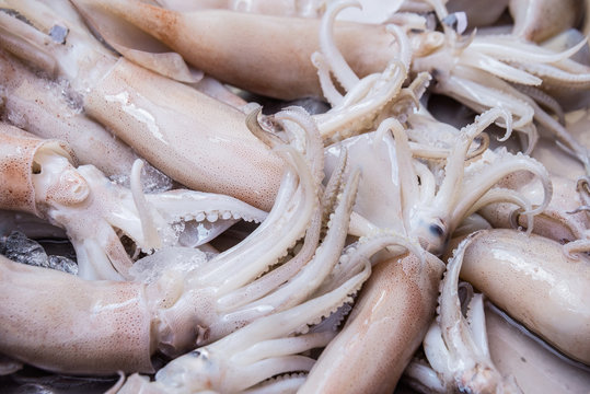 Splendid Squid (Loligo duvauceli) on ice, fresh seafood market in Thailand,seafood background