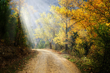 Naklejka premium Landscape image of dirt countryside dirt road with colorful autumn leaves and trees in forest of Mersin, Turkey