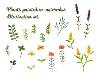 	水彩のボタニカル素材セット