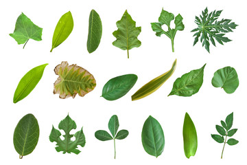 Collection of leaves isolated on a white background