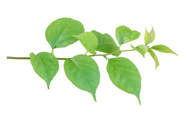 Twig with Bougainvillea leaves isolated on white background. Object with clipping path.