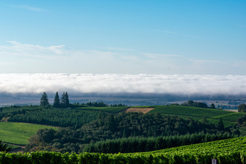 A band of white clouds sits on the horizon of a view of vineyards and trees in Oregon, under a soft blue sky.