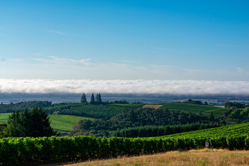 A band of white clouds sits on the horizon of a view of vineyards and trees in Oregon, under a soft blue sky.