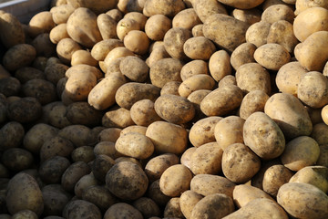 Kartoffeln