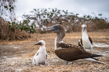 Blue-footed Booby (sula nebouxii) on Isla de la Plata, Ecuador